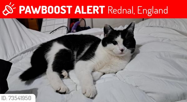 Lost Male Cat last seen Ryde Park Road, Rednal, England 