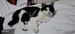 Lost Male Cat last seen Ryde Park Road, Rednal, England 