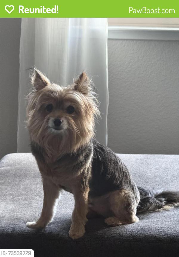 Reunited Male Dog last seen Stonington Drive & Hayden, Roseville, CA 95747
