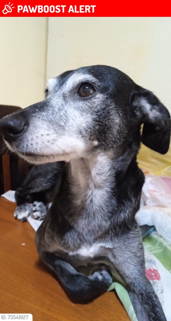Lost Male Dog last seen Rua Maria jesus do rosário, Jardim Munhoz Junior, SP 06246-010