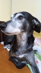 Lost Male Dog last seen Rua Maria jesus do rosário, Jardim Munhoz Junior, SP 06246-010