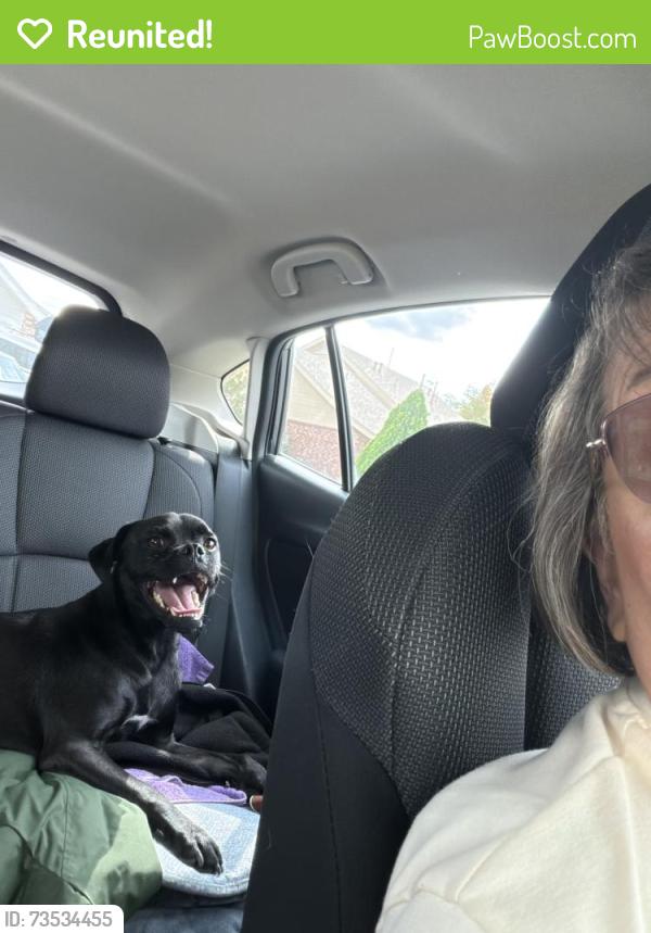 Reunited Male Dog last seen Sondoro South on 98th and Ladera, Albuquerque, NM 87120