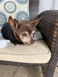Reunited Unknown Dog last seen Hillside, Corona, CA 92881