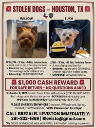Lost Unknown Dog last seen Inntownsuites Willowbrook, Houston, TX 77070