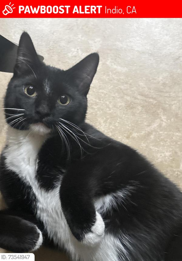 Lost Female Cat last seen Off shields road in indio, Indio, CA 92201