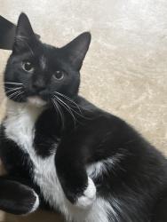 Lost Female Cat last seen Off shields road in indio, Indio, CA 92201