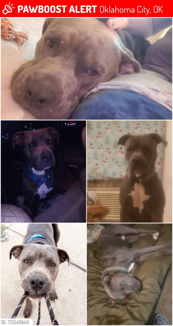 Lost Male Dog last seen Stockyard city, Oklahoma City, OK 73108