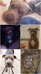 Lost Male Dog last seen Stockyard city, Oklahoma City, OK 73108
