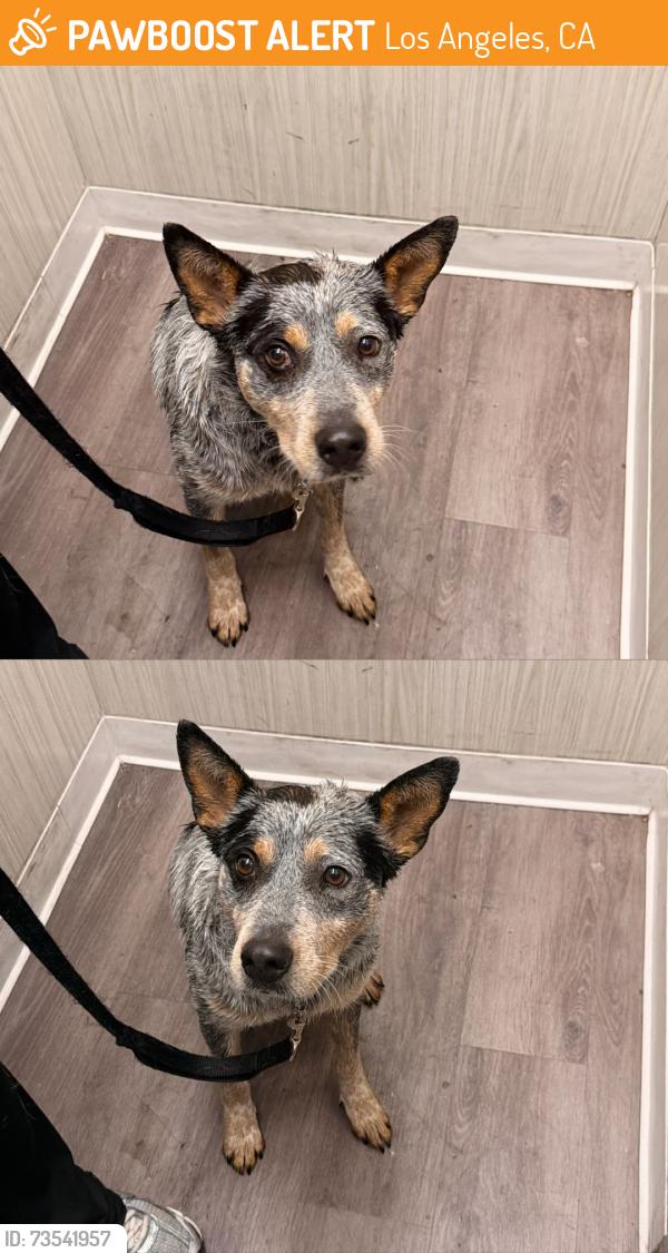 Found/Stray Male Dog last seen Masón Ave and Devonshire, Los Angeles, CA 91311