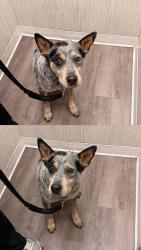 Found/Stray Male Dog last seen Masón Ave and Devonshire, Los Angeles, CA 91311