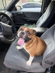 Reunited Male Dog last seen Walking near honey hollow elementary, Moreno Valley, CA 92557