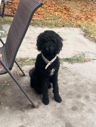 Found/Stray Male Dog last seen 5314–5328 College Oak Dr Sacramento, CA 95841 United States, Sacramento, CA 95841