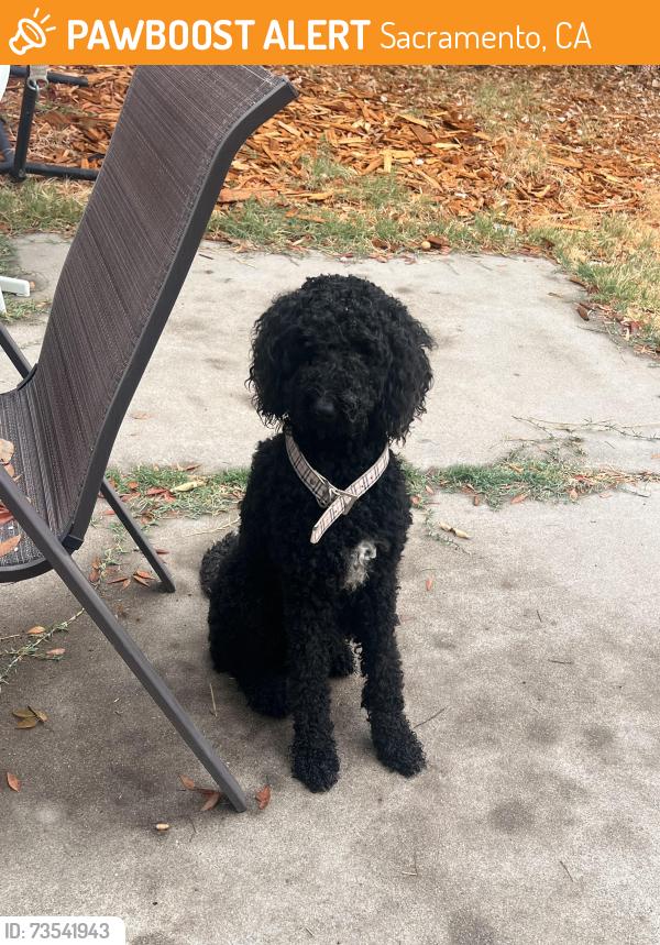 Found/Stray Male Dog last seen 5314–5328 College Oak Dr Sacramento, CA 95841 United States, Sacramento, CA 95841