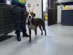 Shelter Stray Male Dog last seen Near BLOCK APPALACHIN DR, FAYETTEVILLE NC 28311, 4704 Corporation Dr, Fayetteville, NC 28306, USA