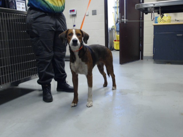 Shelter Stray Male Dog last seen Near BLOCK APPALACHIN DR, FAYETTEVILLE NC 28311, 4704 Corporation Dr, Fayetteville, NC 28306, USA