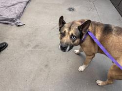 Shelter Stray Male Dog last seen , 4000 N Silverbell Rd, Tucson, AZ 85745, USA