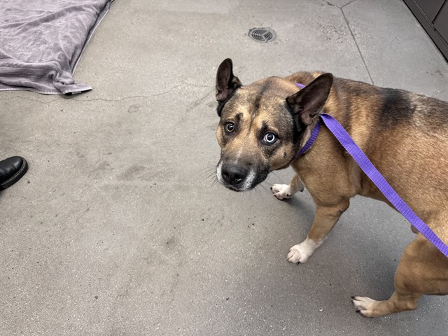 Shelter Stray Male Dog last seen , 4000 N Silverbell Rd, Tucson, AZ 85745, USA