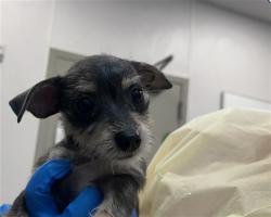 Shelter Stray Female Dog last seen , 4000 N Silverbell Rd, Tucson, AZ 85745, USA
