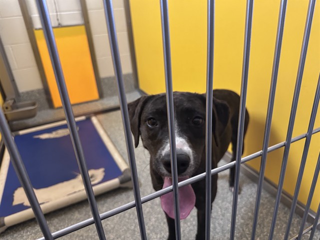 Shelter Stray Female Dog last seen , 4000 N Silverbell Rd, Tucson, AZ 85745, USA