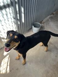 Shelter Stray Female Dog last seen , 4000 N Silverbell Rd, Tucson, AZ 85745, USA