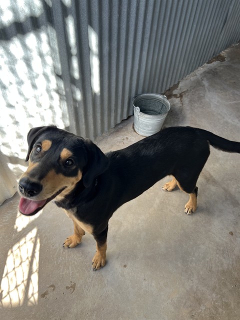 Shelter Stray Female Dog last seen , 4000 N Silverbell Rd, Tucson, AZ 85745, USA