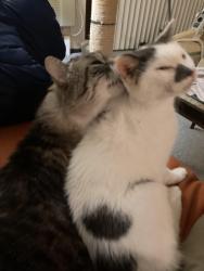Reunited Female Cat last seen Allen Boulevard Middleton Wisconsin, Middleton, WI 53562