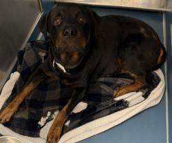 Shelter Stray Male Dog last seen Near BLOCK FLORIDA DETROIT MI 48210, 1431 E Ferry St, Detroit, MI 48211, USA