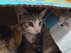 Shelter Stray Female Cat last seen Near BLOCK 106TH AVE SE, KENT WA 98030, 21615 64th Ave S, Kent, WA 98032, USA