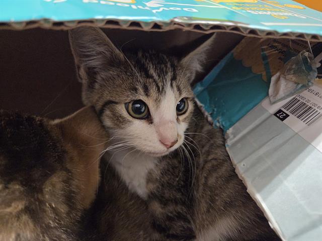 Shelter Stray Female Cat last seen Near BLOCK 106TH AVE SE, KENT WA 98030, 21615 64th Ave S, Kent, WA 98032, USA