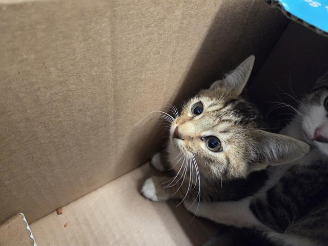 Shelter Stray Male Cat last seen Near BLOCK 106TH AVE SE, KENT WA 98030, 21615 64th Ave S, Kent, WA 98032, USA