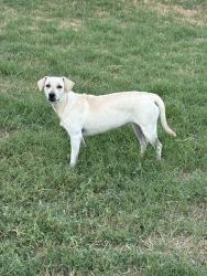Shelter Stray Female Dog last seen Near BLOCK OLD CORPUS CHRISTI, 4710 TX-151, San Antonio, TX 78227, USA