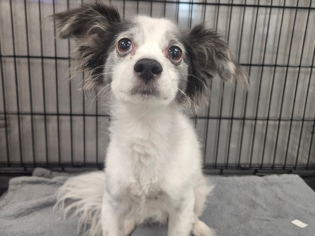 Shelter Stray Female Dog last seen , 14409 Vanowen St, Van Nuys, CA 91405, USA