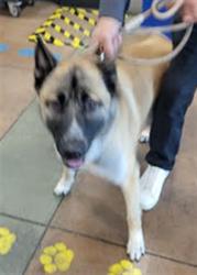 Shelter Stray Male Dog last seen , 14409 Vanowen St, Van Nuys, CA 91405, USA