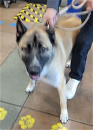 Shelter Stray Male Dog last seen , 14409 Vanowen St, Van Nuys, CA 91405, USA