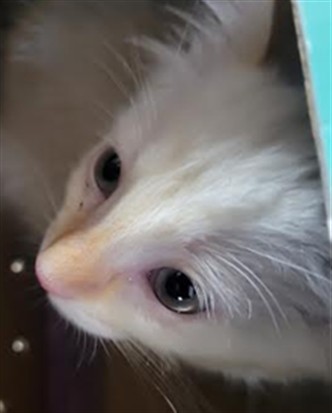 Shelter Stray Female Cat last seen , 14409 Vanowen St, Van Nuys, CA 91405, USA