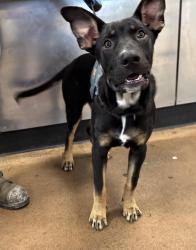 Shelter Stray Male Dog last seen , 14409 Vanowen St, Van Nuys, CA 91405, USA