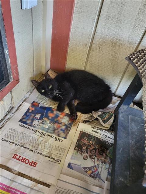 Shelter Stray Female Cat last seen Near BLOCK DUGAS, 4710 TX-151, San Antonio, TX 78227, USA