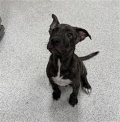 Shelter Stray Male Dog last seen ELK GROVE FLORIN RD / BROWN RD, 9150 Union Park Way, Elk Grove, CA 95624, USA