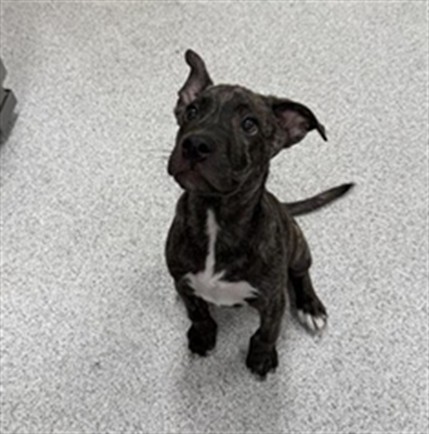 Shelter Stray Male Dog last seen ELK GROVE FLORIN RD / BROWN RD, 9150 Union Park Way, Elk Grove, CA 95624, USA