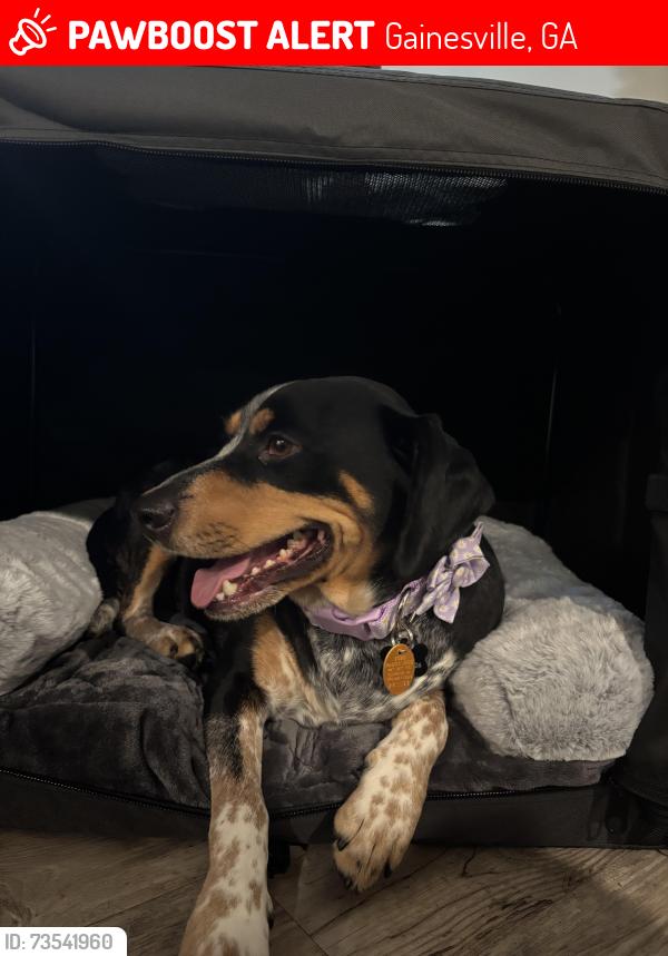 Lost Female Dog last seen Bayhill drive and old Keith bridge road, Gainesville, GA 30506