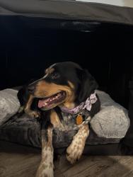 Lost Female Dog last seen Bayhill drive and old Keith bridge road, Gainesville, GA 30506
