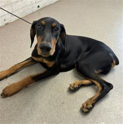 Shelter Stray Male Dog last seen COLTON AVE & VISTA WAY, COLTON, CA, 92324, USA, 333 Chandler Pl, San Bernardino, CA 92408, USA