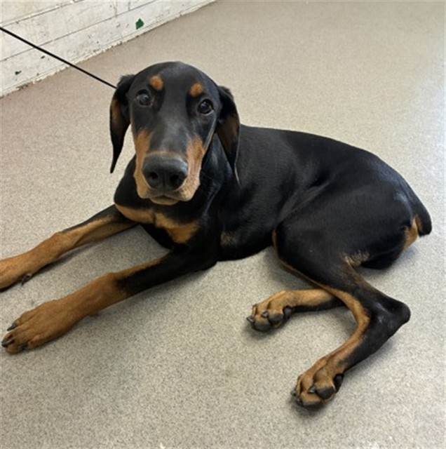 Shelter Stray Male Dog last seen COLTON AVE & VISTA WAY, COLTON, CA, 92324, USA, 333 Chandler Pl, San Bernardino, CA 92408, USA