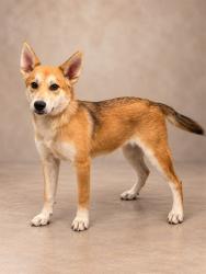 Shelter Stray Female Dog last seen , 38550 Sierra Hwy, Palmdale, CA 93550, USA