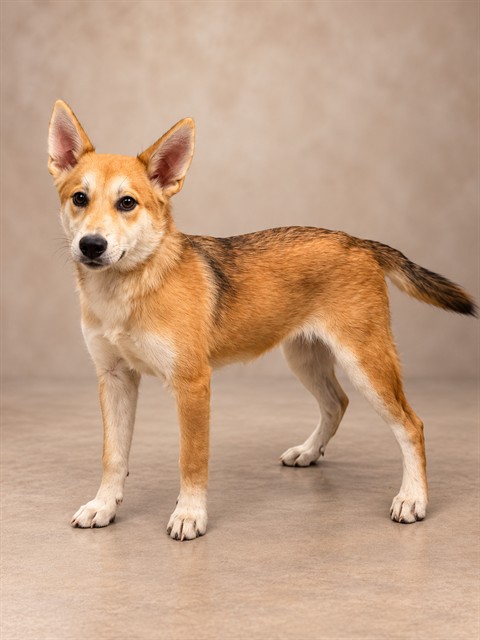 Shelter Stray Female Dog last seen , 38550 Sierra Hwy, Palmdale, CA 93550, USA
