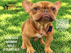 Shelter Stray Male Dog last seen , 3201 Lacy St, Los Angeles, CA 90031, USA