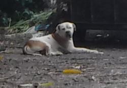 Shelter Stray Male Dog last seen VICINITY OF 14601 NW 185 ST, 3599 NW 79th Ave, Doral, FL 33122, USA