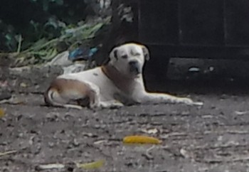 Shelter Stray Male Dog last seen VICINITY OF 14601 NW 185 ST, 3599 NW 79th Ave, Doral, FL 33122, USA