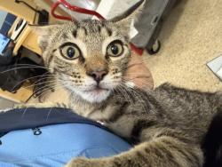 Shelter Stray Male Cat last seen Near BLOCK NW 79 AVE, 3599 NW 79th Ave, Doral, FL 33122, USA