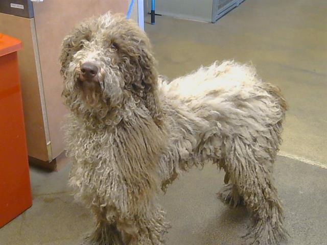 Shelter Stray Female Dog last seen WATT AVE/ BUTANO DR, 95825, 3839 Bradshaw Rd, Sacramento, CA 95827, USA